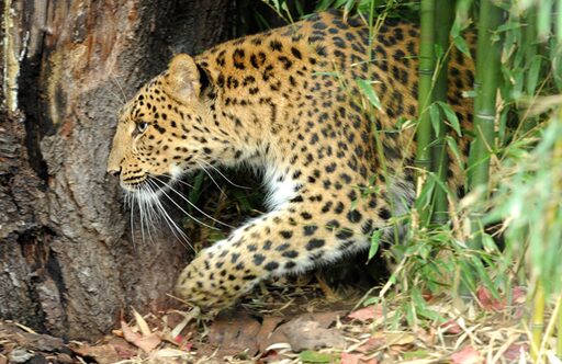 La Ménagerie, Le Zoo du Jardin des Plantes