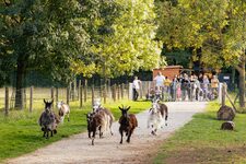 Ferme de Paris - Transhumance des chèvres en public