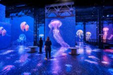 Atelier des Lumières - Planète Océans 2026 - Méduses en plan large