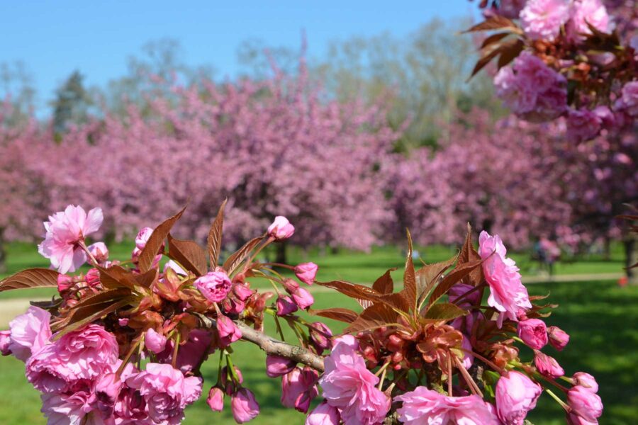 Hanami in Sceaux