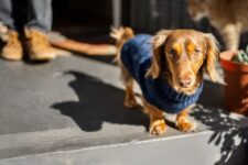 Chien de race teckel en extérieur