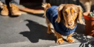 Chien de race teckel en extérieur