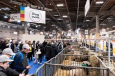 Salon International de l'agriculture - Moutons