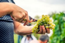 Fête des Vendanges d'Argenteuil - Grappe de raisins