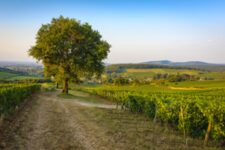 Artventures-Chardonnay - BIVB 