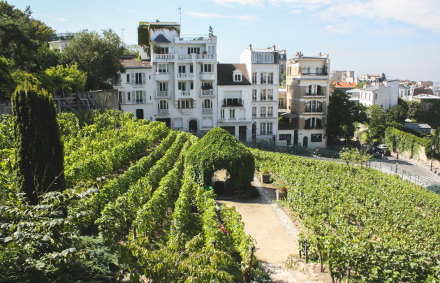 Vignes de Montmartre © Shadowgate