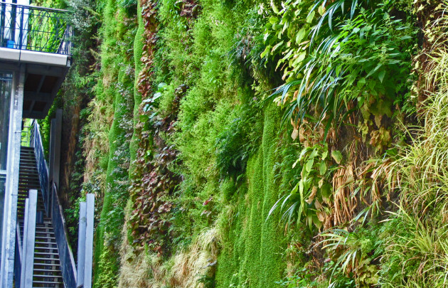 Patrick Blanc - Mur végétal rue d'Alsace © Patrick Blanc
