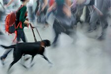 Handicap visuel - Chien-guide - Foule