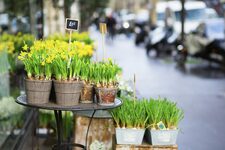 Ces jonquilles printanières attendent d'être offertes chez un fleuriste parisien. En attendant, elles colorent la rue et font le bonheur des passants.